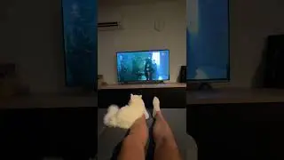 FUNNY CAT VIDEO