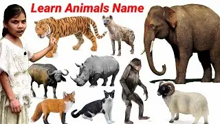 CUTE ANIMALS VIDEO Gorilla, Sheep, Cow, Dog, Pig | Education Video For kids | Animals Video | 