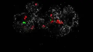 Tissue engineering 3-D cultures