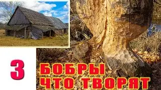 Что творят БОБРЫ. Живая изгородь. Художник в деревне