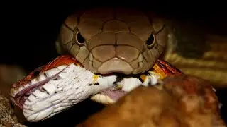 The snake wanted to eat the mouse, but was itself eaten by the King Cobra!