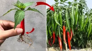 Simple method propagate chili tree with aloe Vera || how to grow chilli tree at home