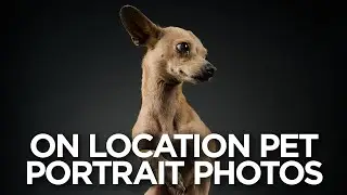 On Location Pet Portrait Photography with MagMod