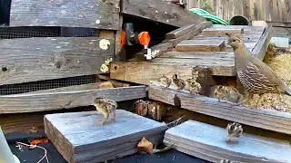 Quail Family and the Neighbor's Cat…