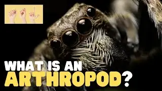 ASL What is an Arthropod?