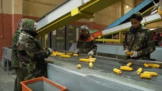 Кукурузокалибровочный завод в эти дни на пике активности
