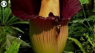 Rare corpse flower blooms at New York Botanical Garden