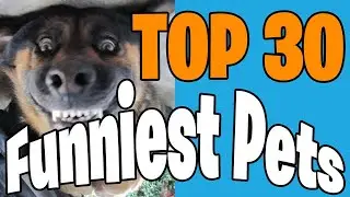 Top 30 - Trending Funny Pet Videos - Cute Dogs and Cats failing and reacting to their owners.