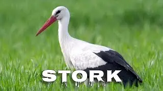 White stork sound