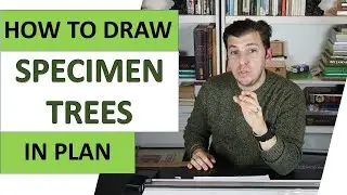 How To Draw Specimen Trees In Plan