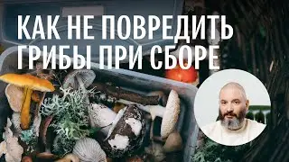 Для новичков. Техника безопасного сбора, транспортировки и хранения грибов. Михаил Вишневский