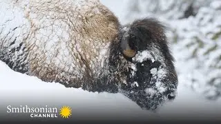 Yellowstone Bison Are Built for Winter Survival ❄️ Epic Yellowstone | Smithsonian Channel