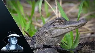 Alligator Mother Protecting Hatchlings 01