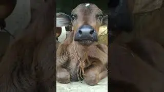 cow video 🐮🥰🐄