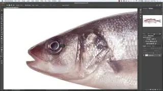 Chapter 29 How to Make a Selection using the Eliptical tool from a Center Point in Photoshop CC 2017