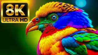 8K ULTRA HD (60FPS) The World Of Birds 🐦 Close-up of the beauty of rare birds, with no editing