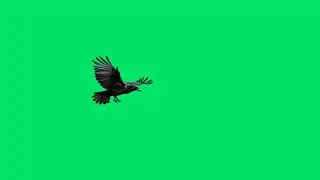 Bird flying green screen video free download | Crow flying green screen no copyright