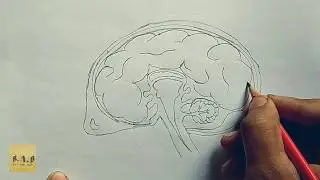 How to easily draw humen brain