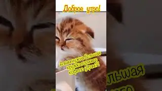 Доброе утро!