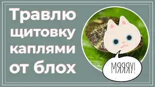 Щитовка на фикусе бенджамина. Кошачьи капли от блох против щитовки. Чем заменить Актару