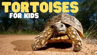 Tortoises for Kids | Learn all about these old land turtles!