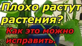 Как помочь растениям перенести стресс. Мегафол.