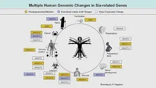 Genomic Events Altering Sialic Acid Biology Predated the Common Ancestor of Humans and Neanderthals