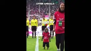 Other Animals vs Football + Him ☠️