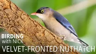 Velvet-fronted Nuthatch Worm Feast