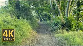 Calming Forest Trip Nature Walk (With Ambient Nature Sounds And Music)