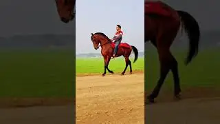 Horse lovers