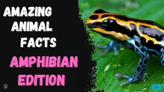 Amazing Animal Facts - Amphibian Edition