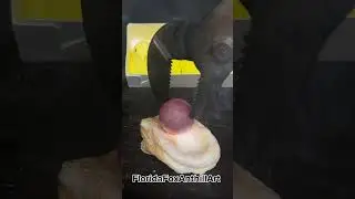 RHCB vs Peep 🐥 #Satisfying #Experiment #Peep #RHCB