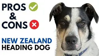 New Zealand Heading Dog Pros and Cons | New Zealand Eye Dog Advantages and Disadvantages