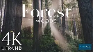 Forest woods View, 4K | Premium Video | Stock Video | Without watermark | Cinematic shot