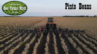 Knifing Pinto Beans (Dry Edible Beans)