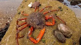 ITS SPIDER CRAB SEASON - Spider Crab & Abalone Catch & Cook !