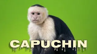 Capuchin monkey sounds