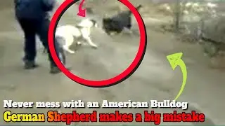 German shepherd attacks the wrong dog (American Bulldog) and pays the price!!!