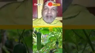 Janmashtami 2024: जन्माष्टमी के दिन खीरे का उपयोग, जानें इसका महत्व! #local18shorts