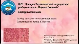 Разбор гистологического препарата:  Эластический хрящ. Г.Орсеин