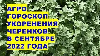 Agrohoroscope for cutting and rooting cuttings of plants in September 2022