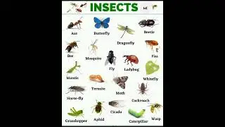 Insects Name In English 