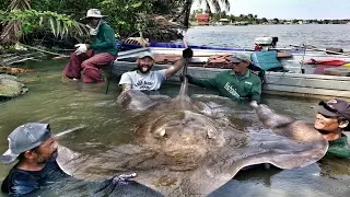 Monster Giant Freshwater Stingray Record 530 lbs - HD by Yuri Grisendi