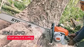 Legendary Chainsaw !! STIHL 070 Vs Huge Trembesi tree.