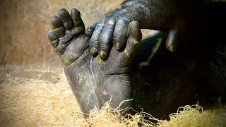 Grasping Greatness: Eastern Gorillas' Hands and Feet Explored