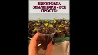 ПИКИРОВКА ЗЕМЛЯНИКИ - ЭТО ПРОСТО!