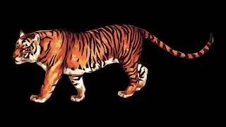 Angry tiger Sound effect.