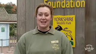 Hamish the Polar Bear Arrives at Yorkshire Wildlife Park