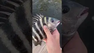 Nice Little Sheepshead!